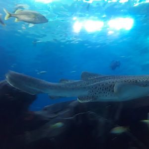 Zebra Shark (Stegostoma fasciatum)