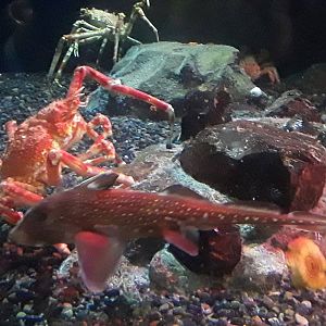 Spotted Ratfish and Japanese Spider Crab