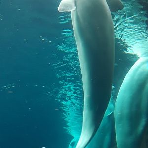 Beluga Whales (Delphinapterus leucas)