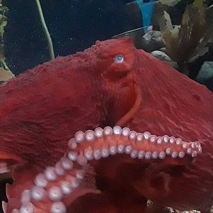 Giant Pacific Octopus (Enteroctopus dofleini)