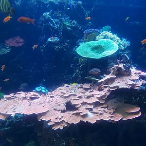 Tropical diver main tank