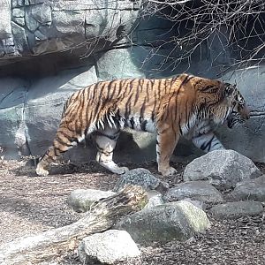 Amur Tiger (Panthera tigris altaica)
