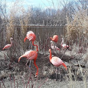 Carribean and Chilean Flamingos