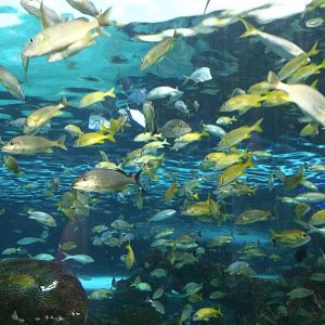 Many colorful fish overhead