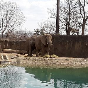 African Elephant (Loxodonta africana)