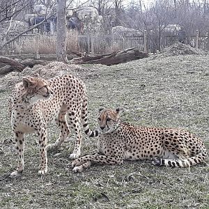 Cheetah (Acinonyx jubatus)