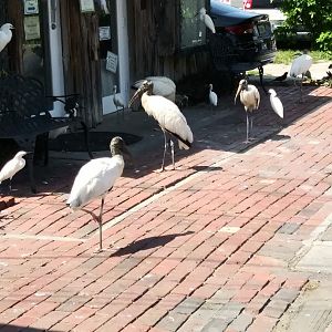 Wood Stork and Cattle Egret outside shop
