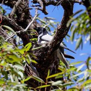 Black-faced Cuckoo-shrike
