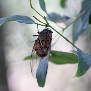 Double Drummer cicada
