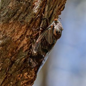 Double Drummer cicada