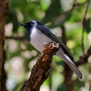 Leaden Flycatcher