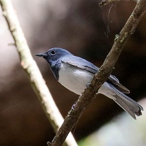 Leaden Flycatcher