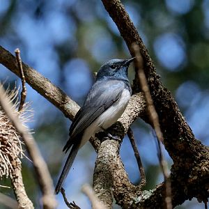 Leaden Flycatcher
