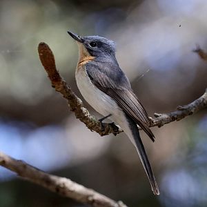 Leaden Flycatcher female