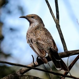 Little Wattlebird