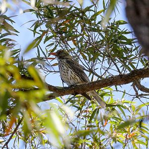 Olive-backed Oriole