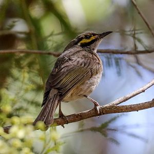 Yellow-faced Honeyeater