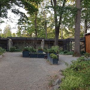 Small cats square with three interesting cat species