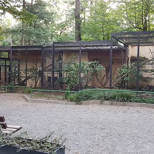 Amur leopard cat exhibit