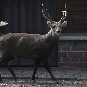 Bawaen Deer (Axis kuhlii), October 2020