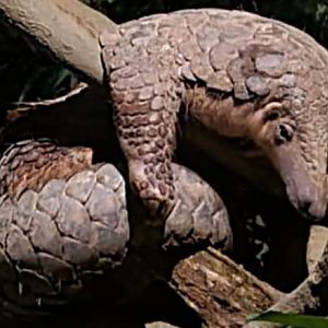 Sunda Pangolin
