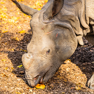 Kiran the Indian Rhino boy