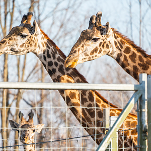 (left to right) Amani, Mstari & Kiko the Masai Giraffe family