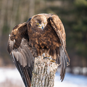 Golden Eagle