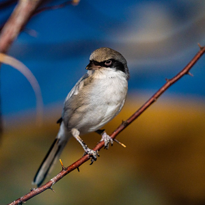 Bandit the male Eastern Loggerhead Shrike