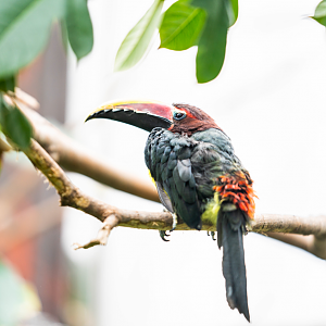Female Green Aracari