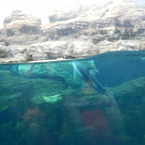 Pacific White-Sided Dolphin