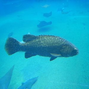 Giant Grouper