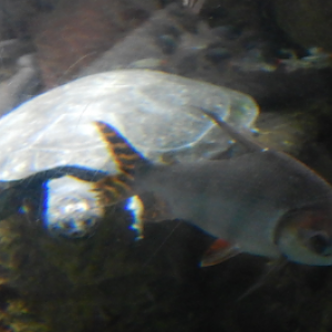 Ecuador Rainforest Exhibit - Arrau Turtle and Flag-Tailed Prochilodus