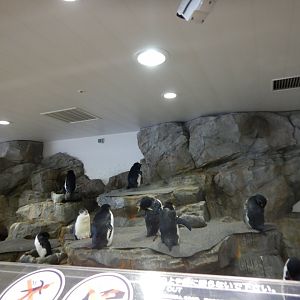 Southern Rockhopper Penguin