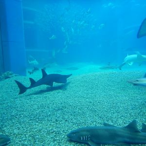 Pacific Ocean Exhibit