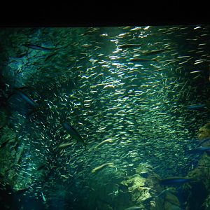 Coast of Chile Exhibit - Japanese Anchovy and South American Pilchard