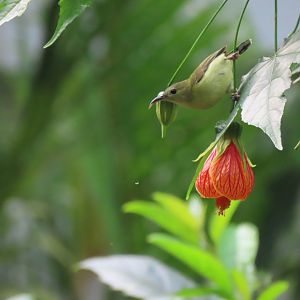 Female Fork tailed sunbird