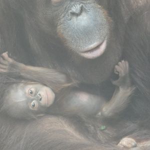 Bornean Orang-utan offspring