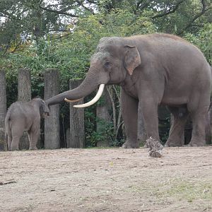 Asian Elephant bull and calf