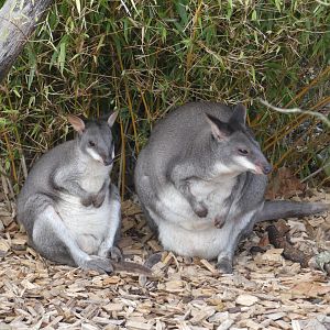 Dusky Pademelons
