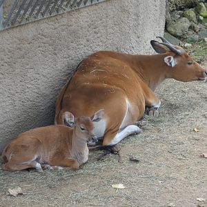 Banteng