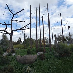 Sumatran Orang-utan outdoor enclosure