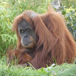 Sumatran Orangutan
