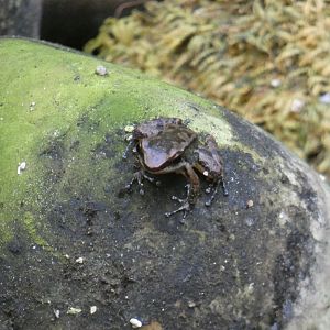Trinidad Stream Frog