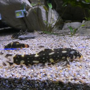 Polka Dot Loach