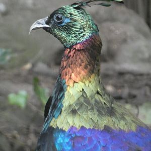 Himalayan Monal