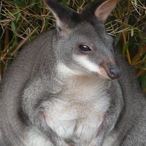 Dusky Pademelon