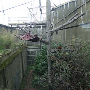 Red Panda enclosure (Realm of the red ape)