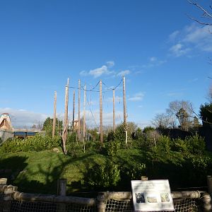 Sulawesi Crested Macaque Outdoor enclosure