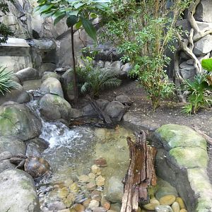 Asian Brown Tortoise enclosure